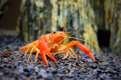 Close-up of crayfish on field