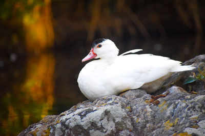 Close-up of bird perching on rock