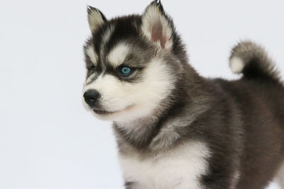 Close-up of dog on white background