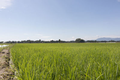 Scenic view of agricultural field against clear sky