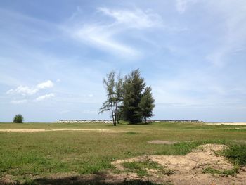 Tree on field against sky