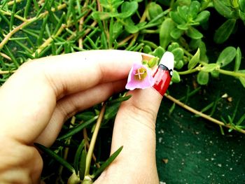 Close-up of woman hand with red leaf