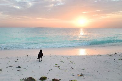 Silhouette dog on beach against sky during sunset