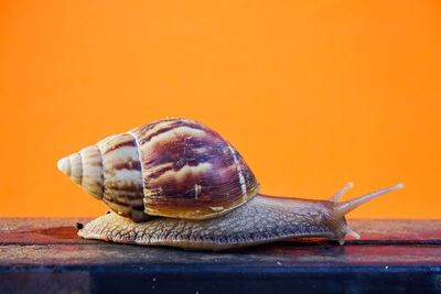 Close-up of snail