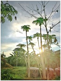 Palm trees against sky