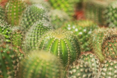 Full frame shot of plant