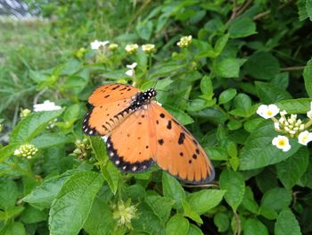 Close-up of butterfly perching on flower