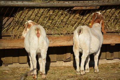 Kid goats standing at farm
