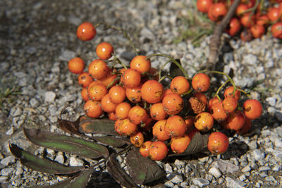 Close-up of tomatoes growing on field