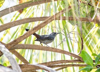 Close-up of bird perching on tree