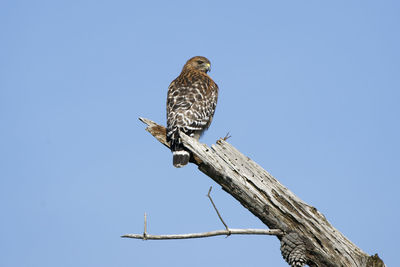 Bird perching on wooden post against clear sky