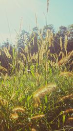 Close-up of stalks in field against sky