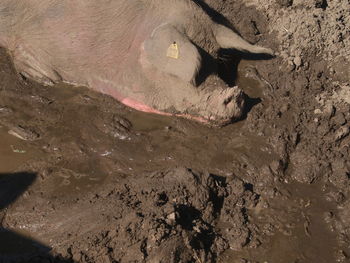 High angle view of crab in mud
