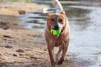 Portrait of dog running on wet shore