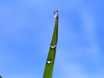 Low angle view of raindrops on plant against sky