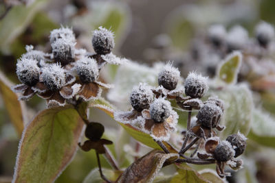 Close-up of frosted berries