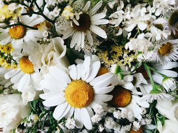 Full frame shot of white daisy flowers