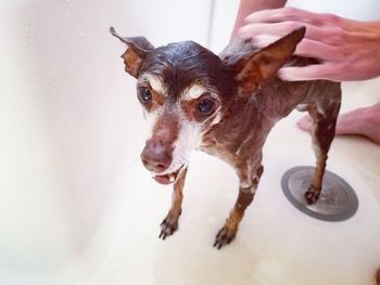 Portrait of dog in bathroom