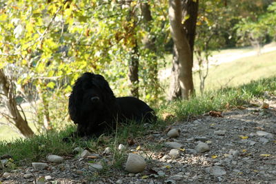 Black cat sitting on field