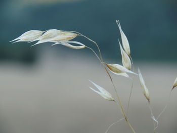 Close-up of white flower