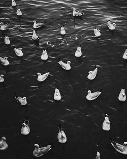 High angle view of seagulls in lake