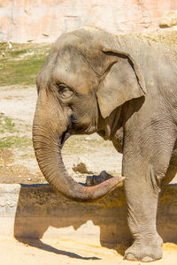 Side view of elephant in zoo