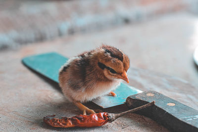 Close-up of a bird