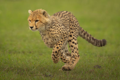 Cheetah on field