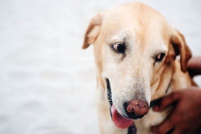 Close-up portrait of dog