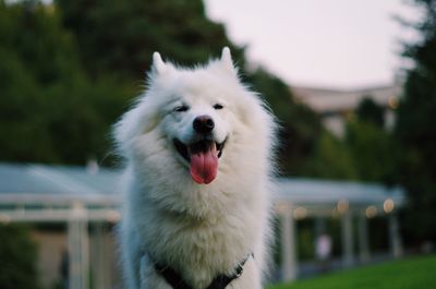 Close-up portrait of a dog