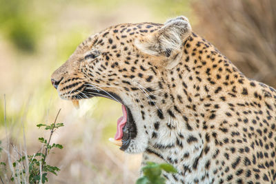 Close-up of leopard yawning