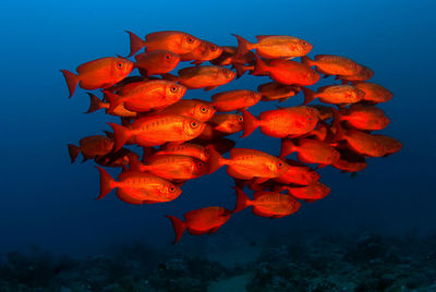 Red fish swarm