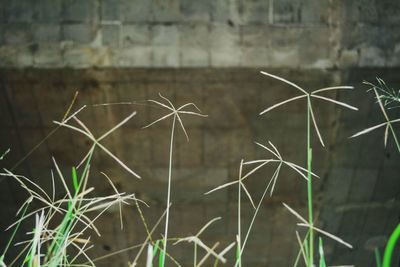 Close-up of grass