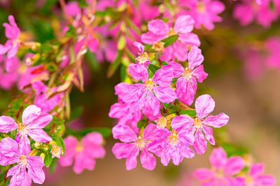 Close-up of pink flowering plant