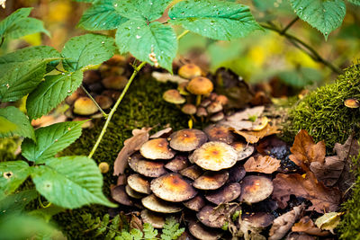 Close-up of mushrooms growing on tree