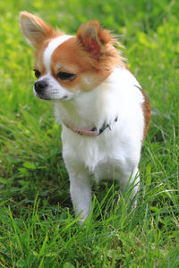 Dog looking away on field