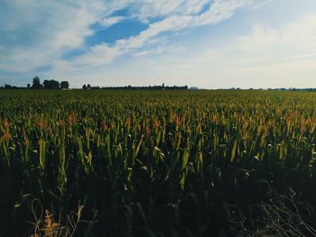 Scenic view of agricultural field against sky