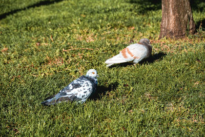 High angle view of duck on field