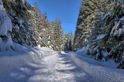Snow covered street amidst trees against sky