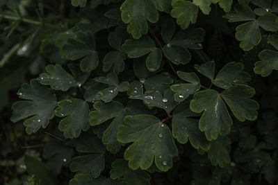 Close-up of leaves