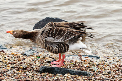 View of bird on rock at beach