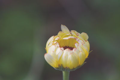 Close-up of flower against blurred background