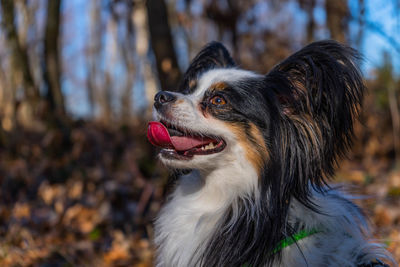 Close-up of dog looking away