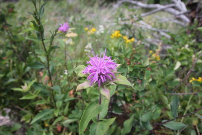 Close-up of pink flowers