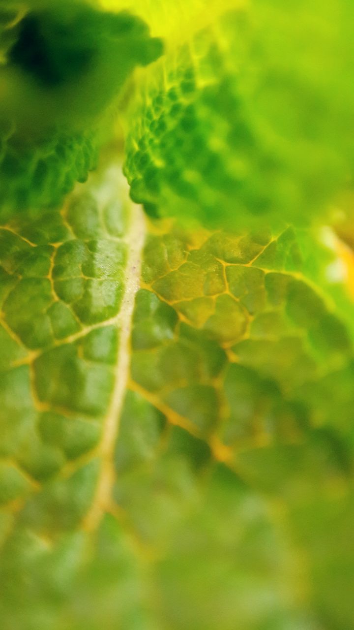 green color, close-up, selective focus, nature, leaf, growth, focus on foreground, natural pattern, beauty in nature, plant, insect, no people, fragility, full frame, outdoors, day, pattern, green, backgrounds, detail