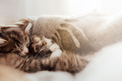 Little cute kittens sleep in an embrace covered with a blanket. light effect