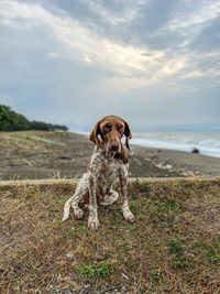Portrait of homeless dog on beach