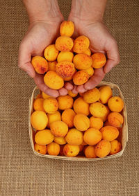 High angle view of hand holding apricots