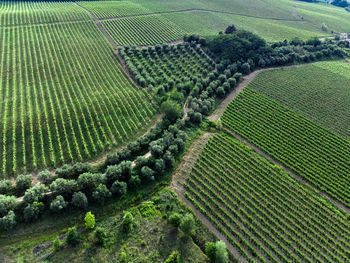 High angle view of corn field