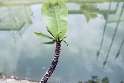 Close-up of plant